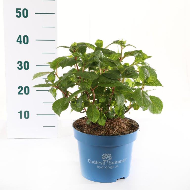 Hydrangea Endless Summer BloomStar® Pink C5 (5 liters kruka) / 23 cm kruka 25-30 cm