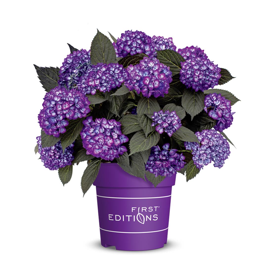 Hydrangea macrophylla &
