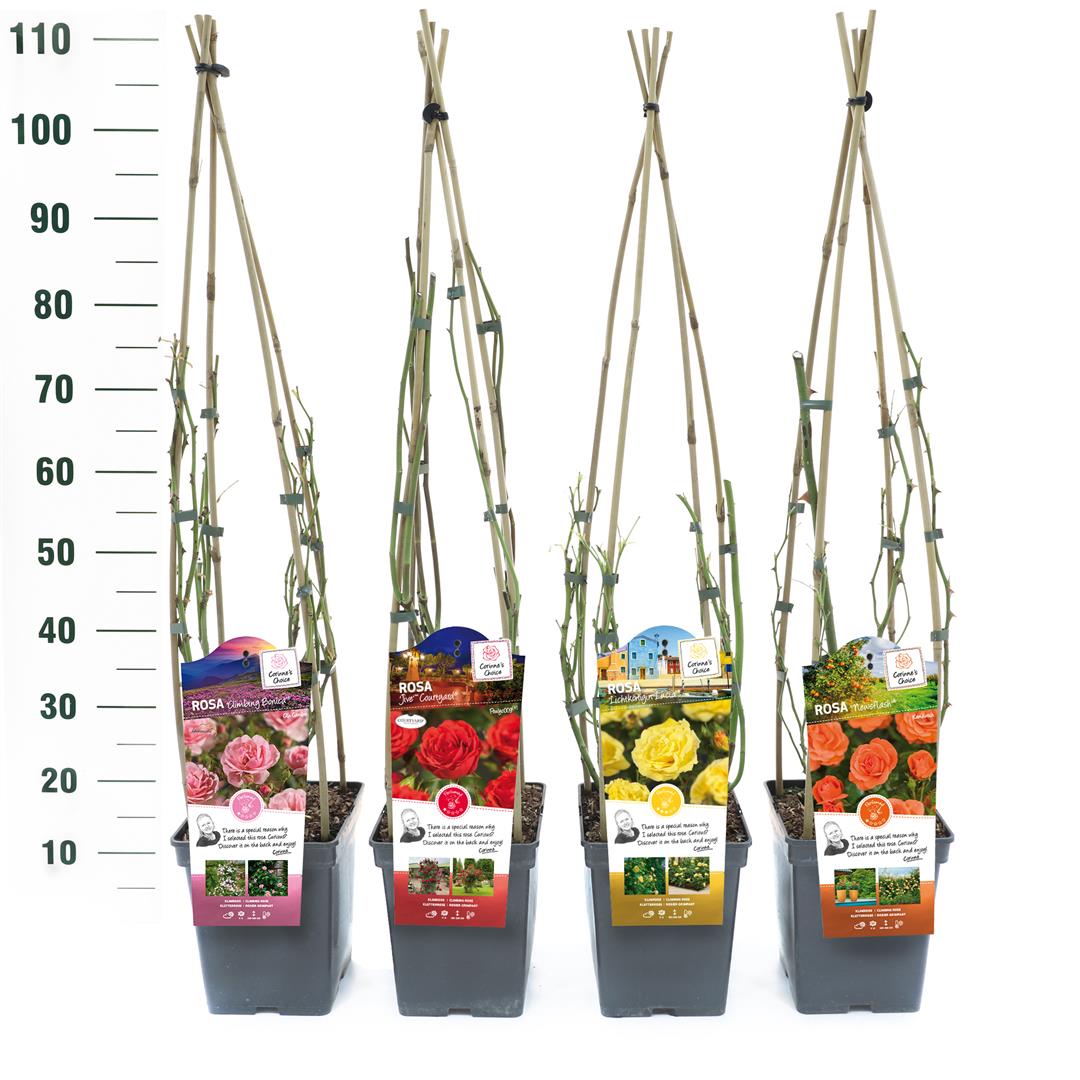 Rosa Mix Klätterrosor Exclusive C5 (5 liters kruka) / 23 cm kruka 25+ cm
