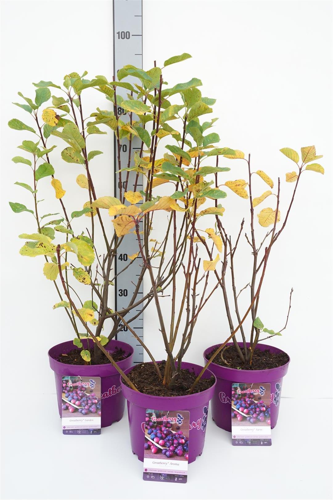 Amelanchier aln. &