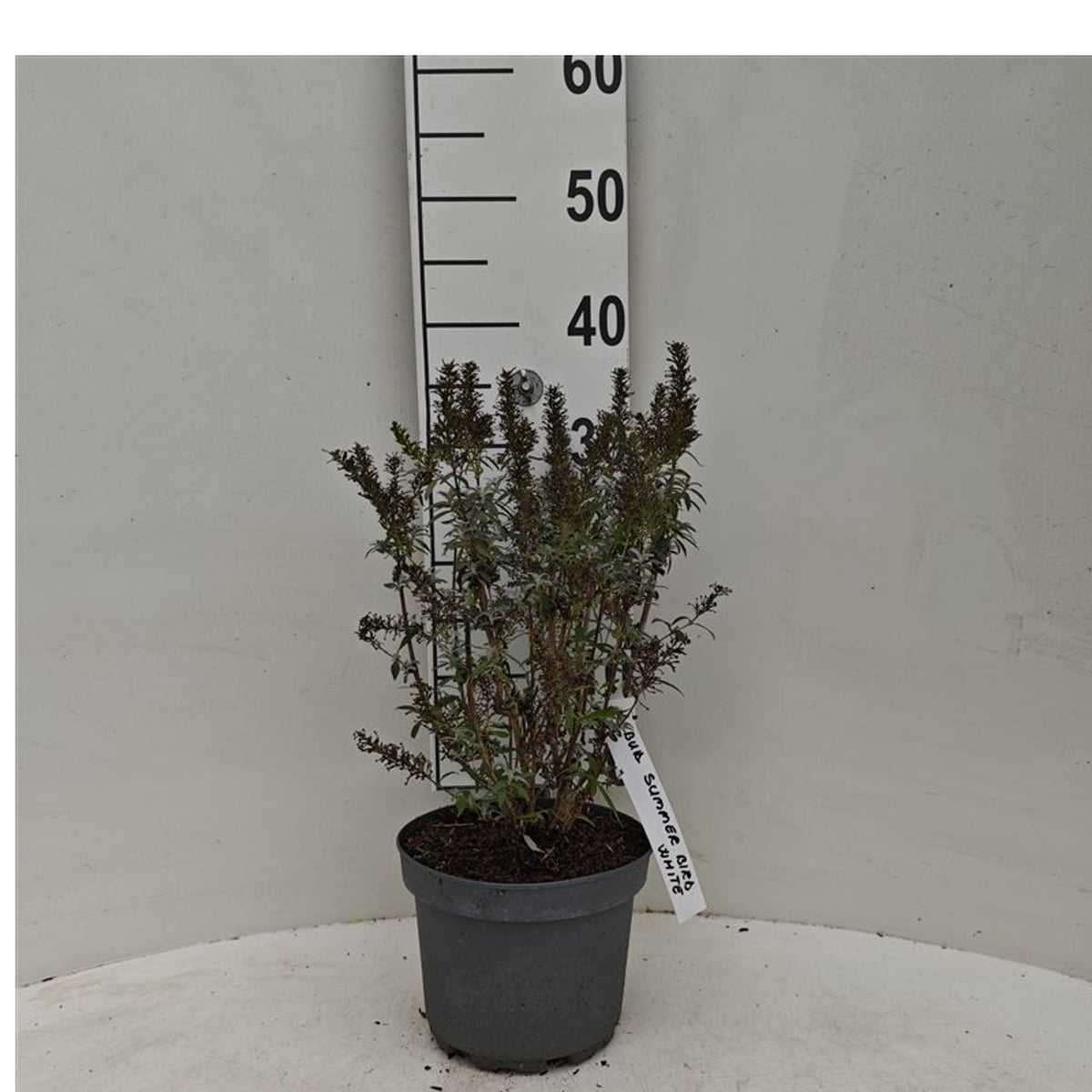 Buddleja dav. &
