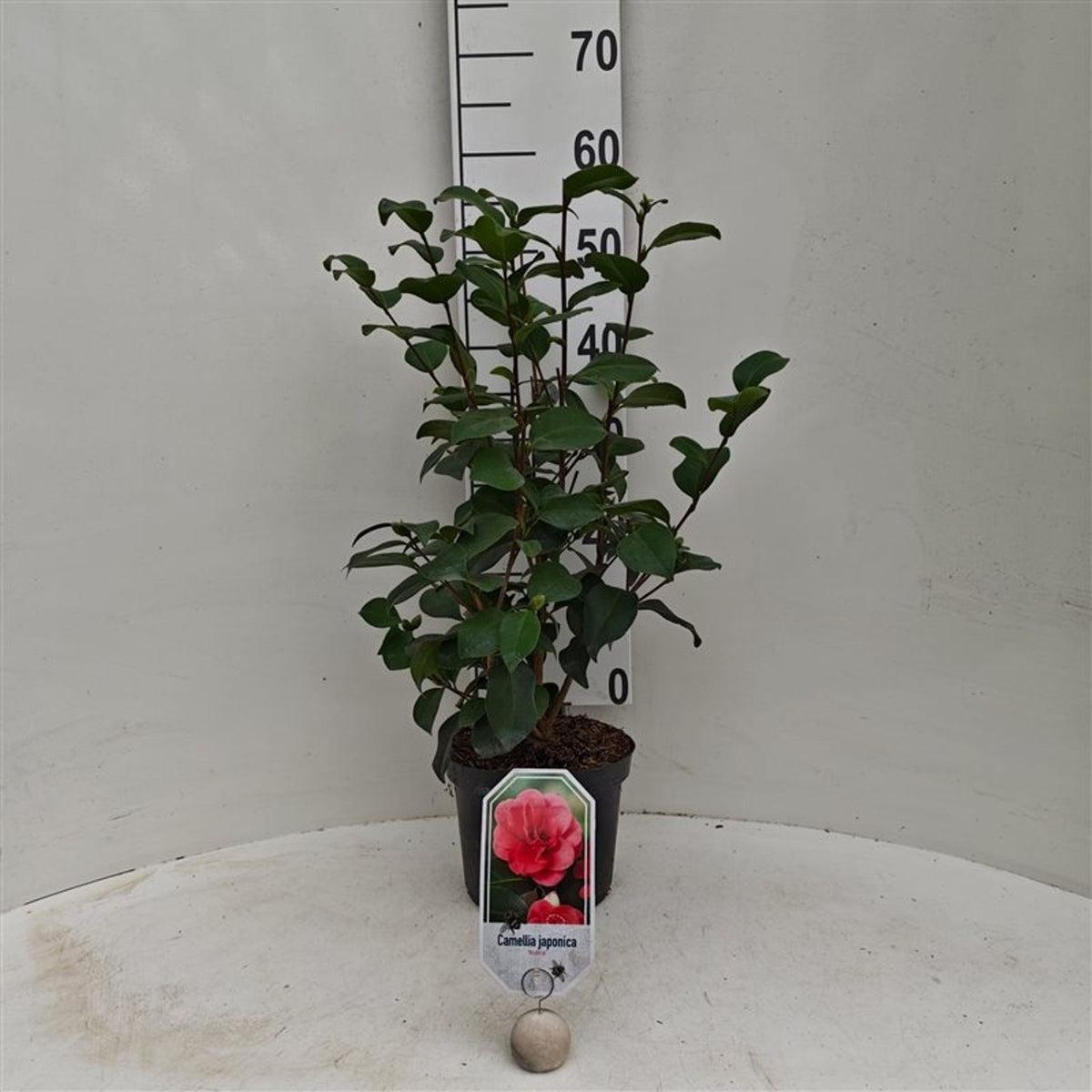 Camellia j. &
