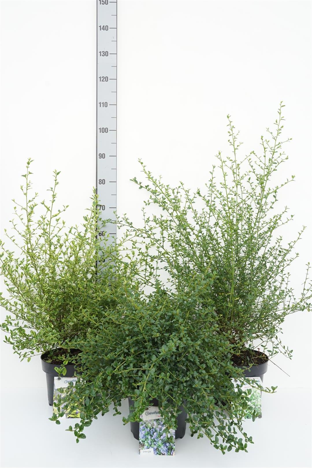 Ceanothus i sorter C5 (5 liters kruka) / 23 cm kruka 30-40 cm