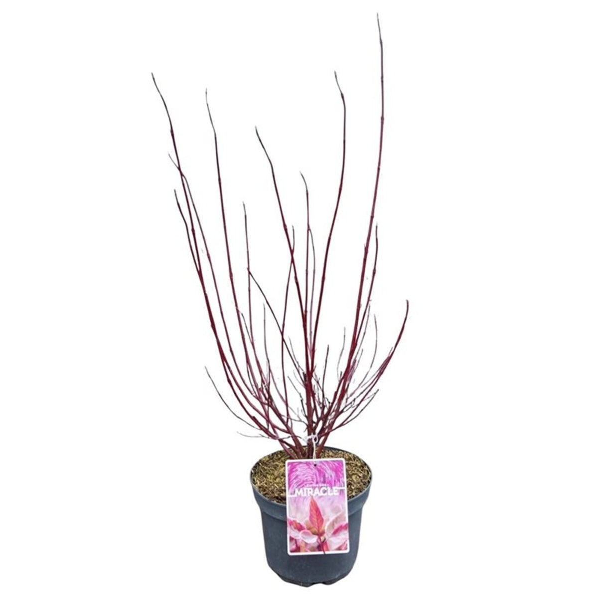 Cornus alba &