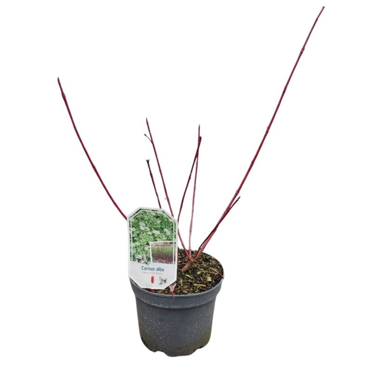 Cornus alba &
