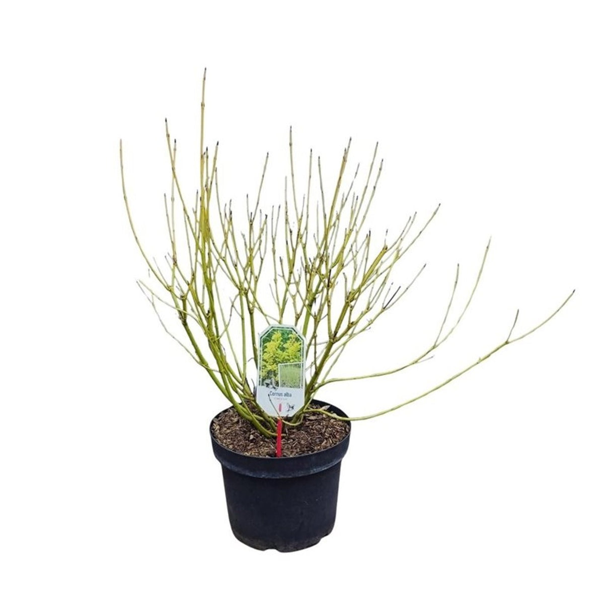 Cornus seri. &