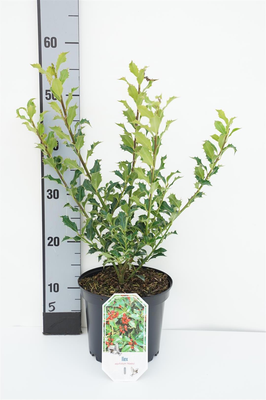 Ilex aquifolium &