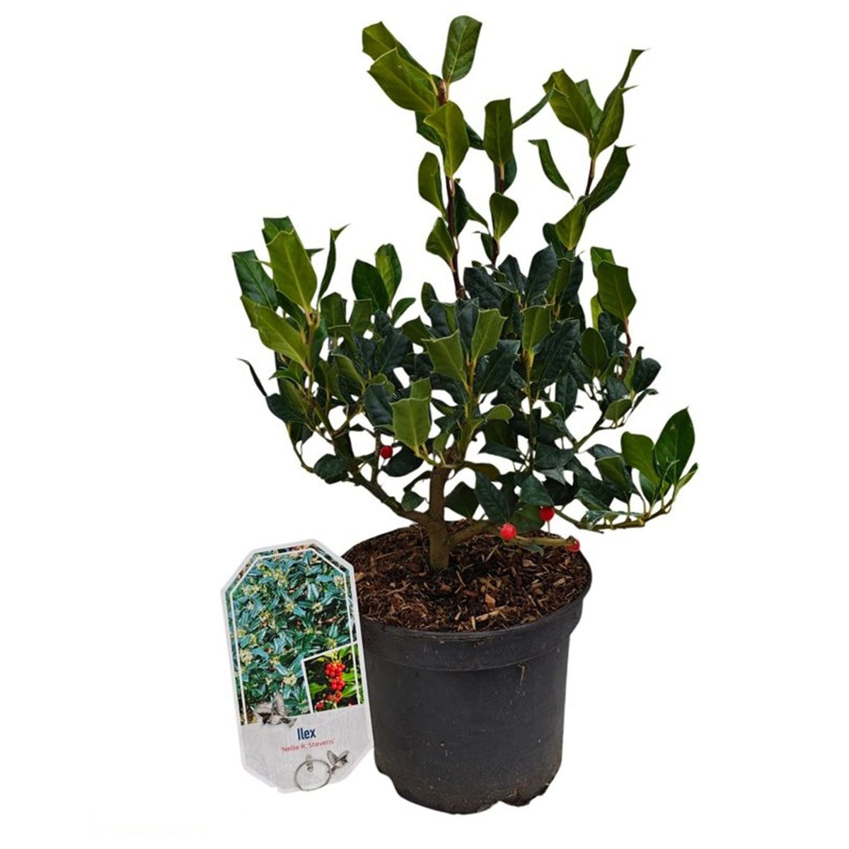 Ilex &
