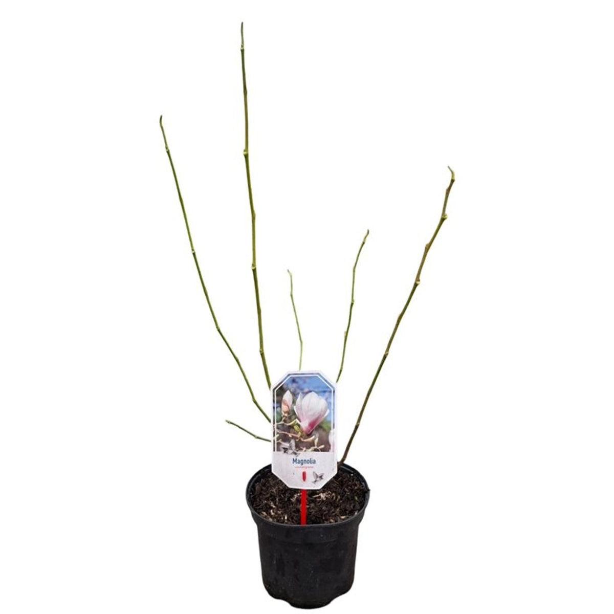 Magnolia soulangeana C3 (3 liters kruka) 40-50 cm