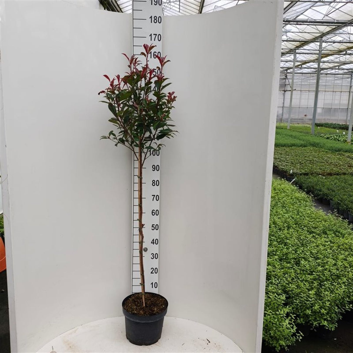 Photinia fraseri &