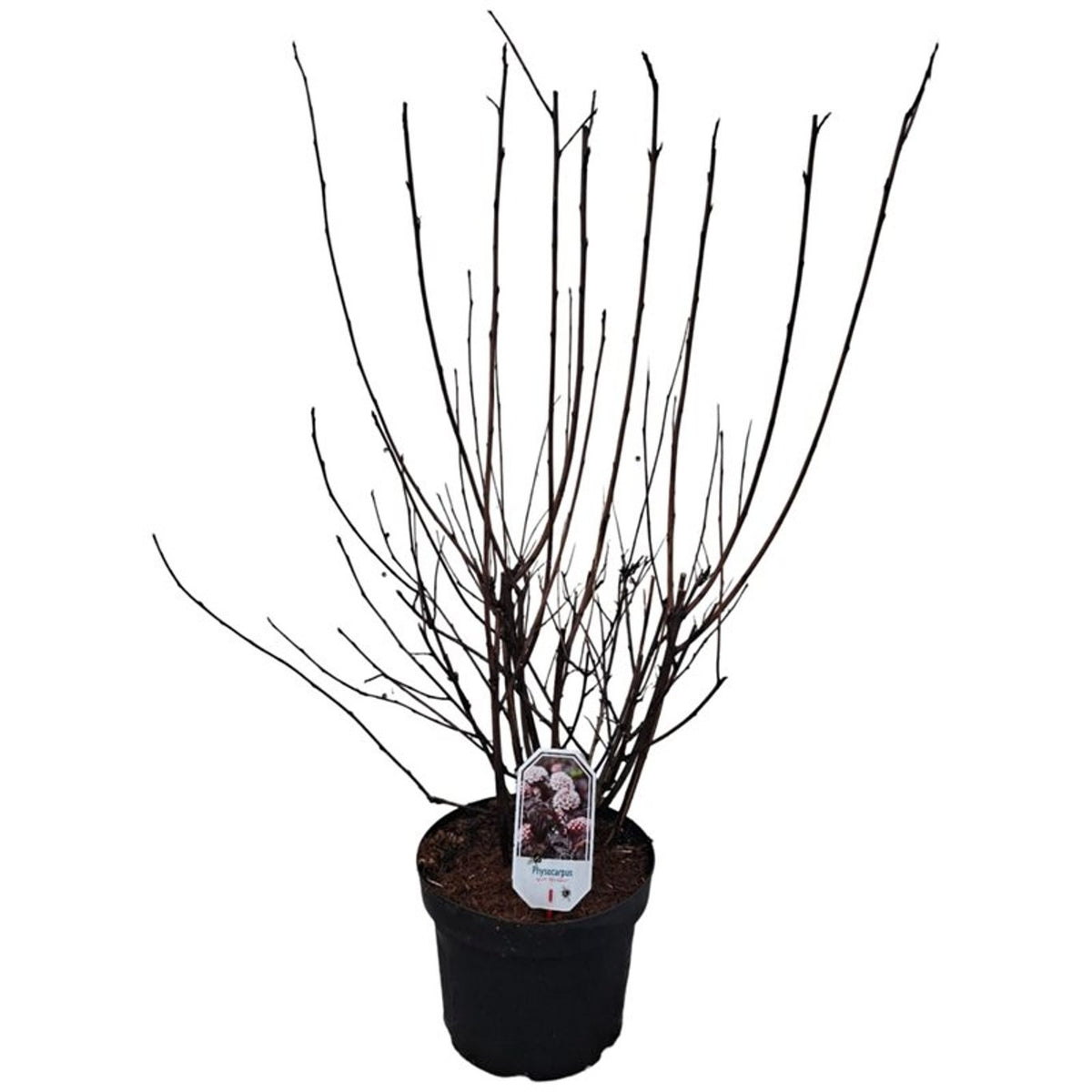 Physocarpus opulifolius &