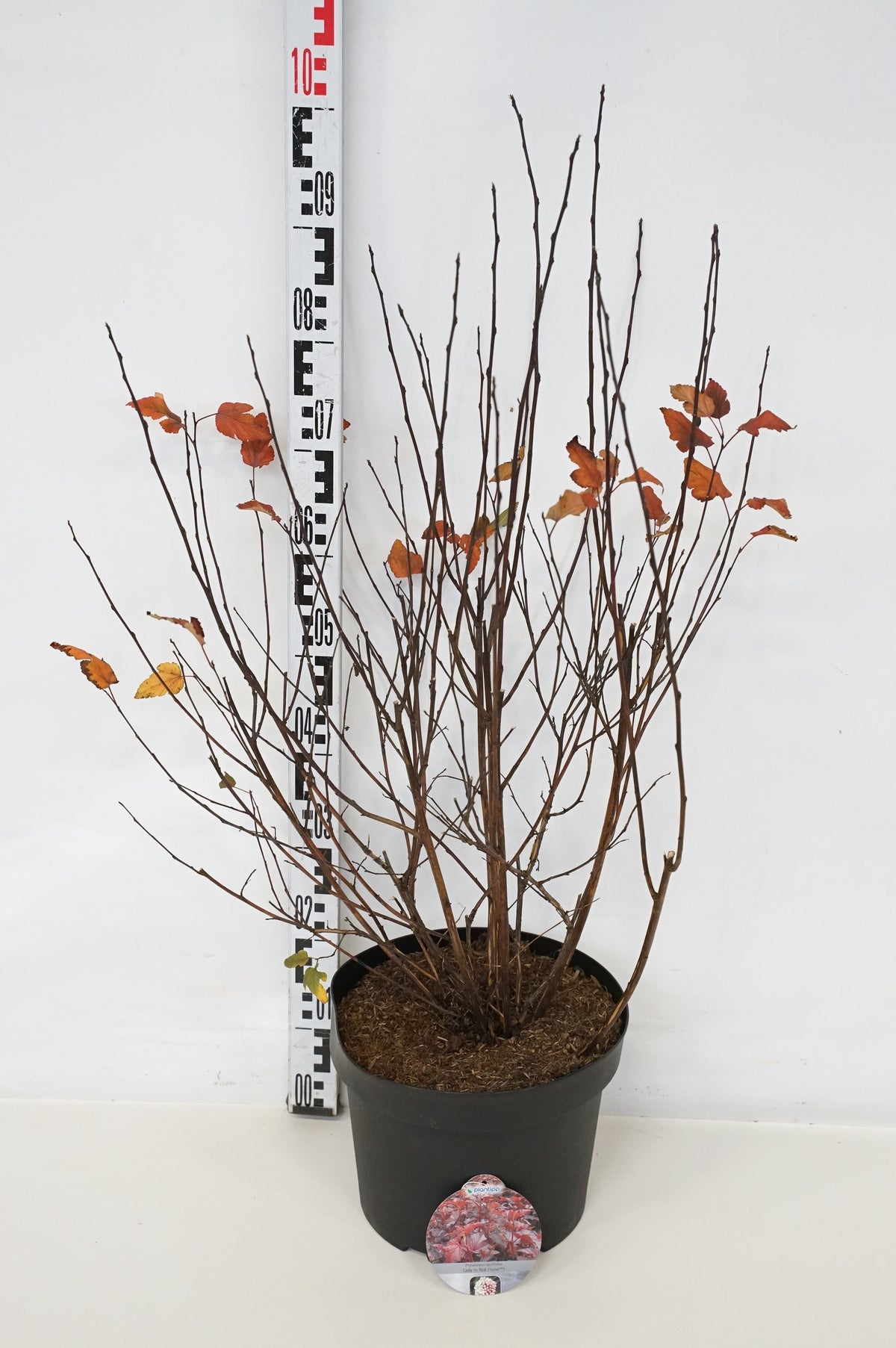Physocarpus op. &