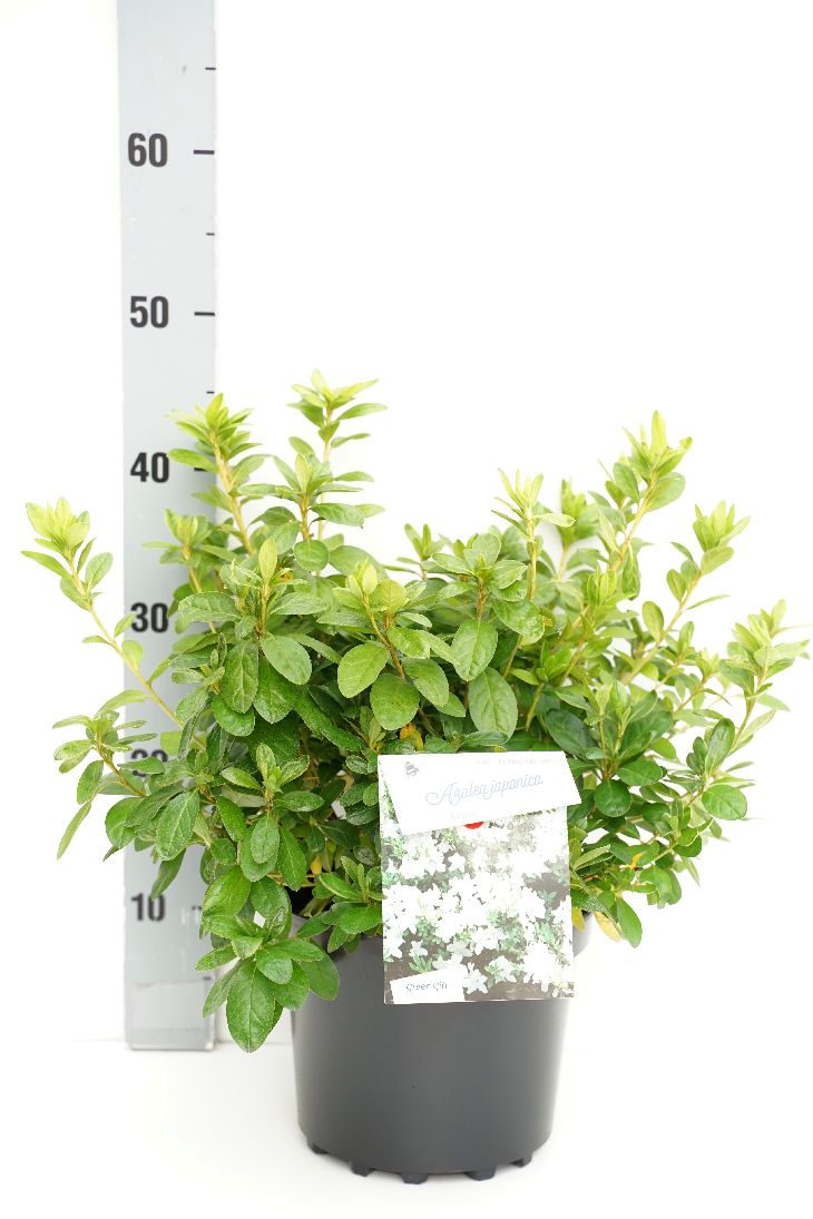 Rhododendron (AJ) &