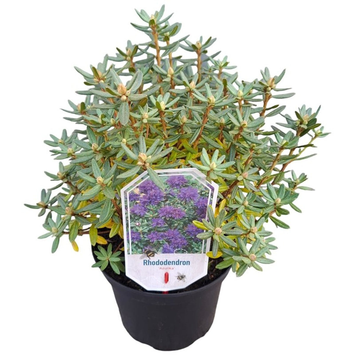 Rhododendron &