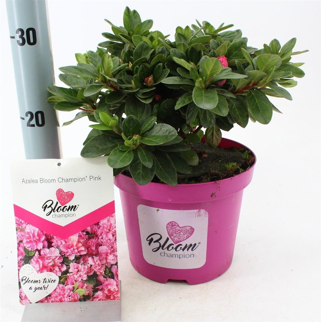 Rhododendron &