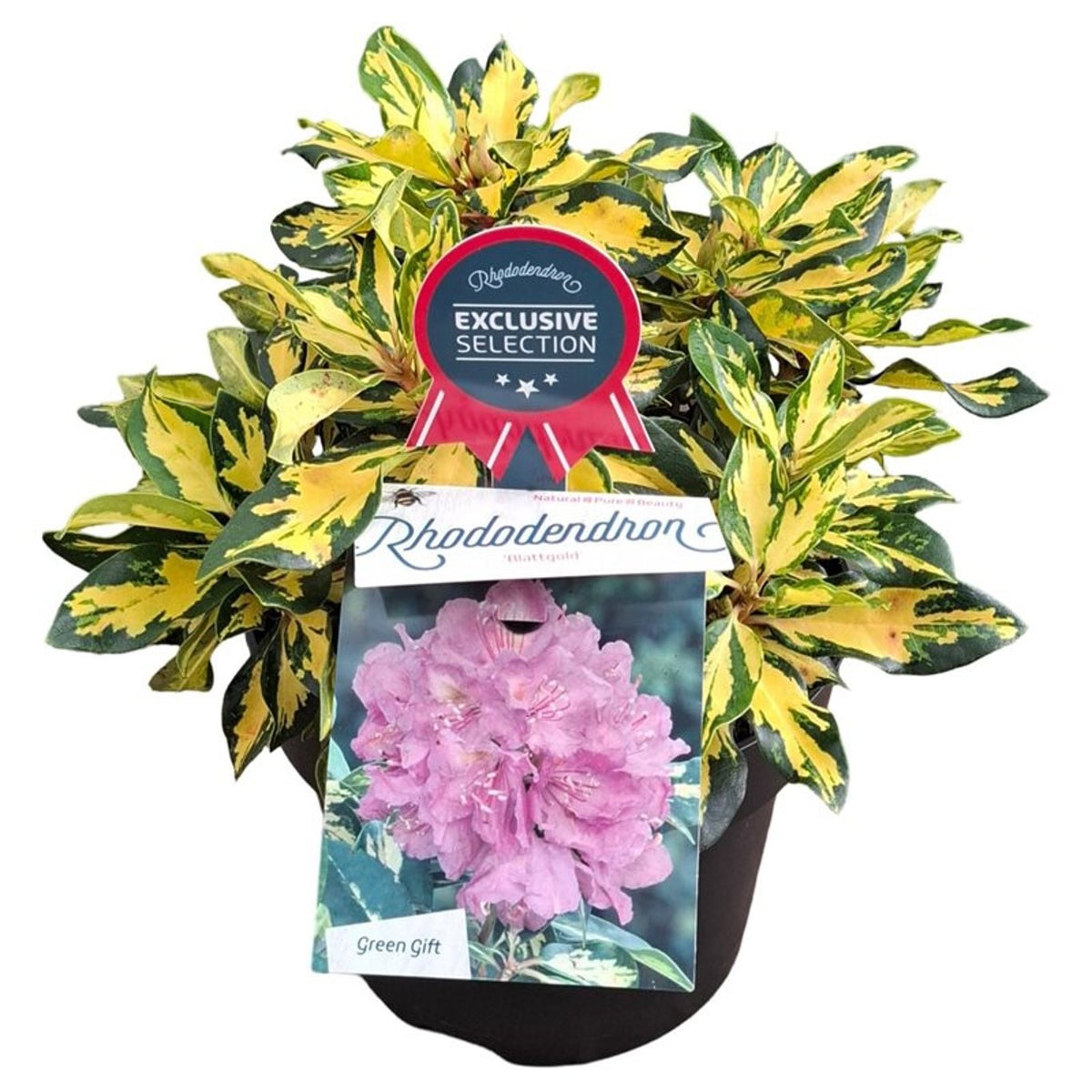 Rhododendron &
