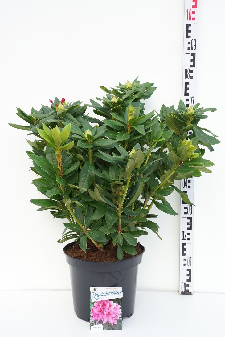 Rhododendron &