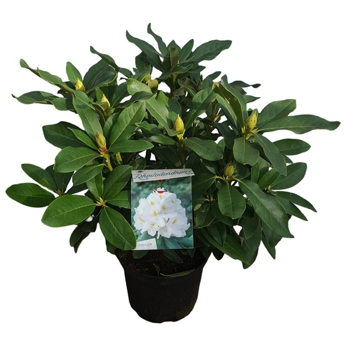 Rhododendron &