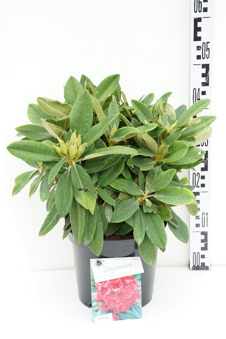 Rhododendron (Y) &