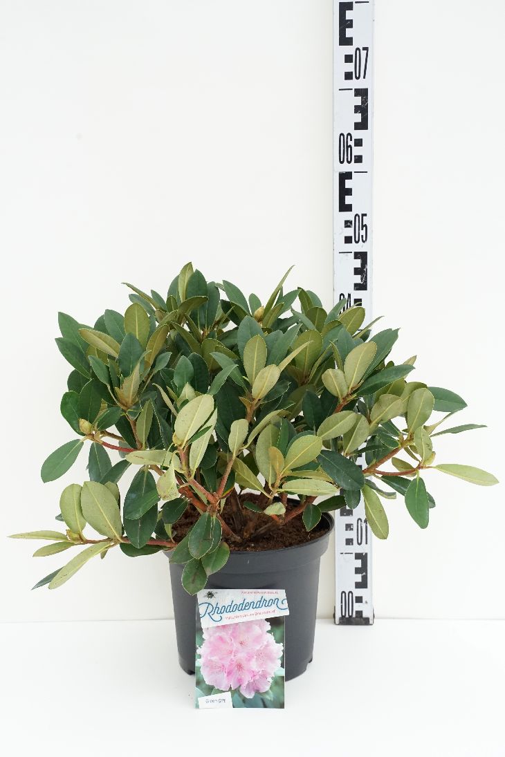 Rhododendron (Y) &