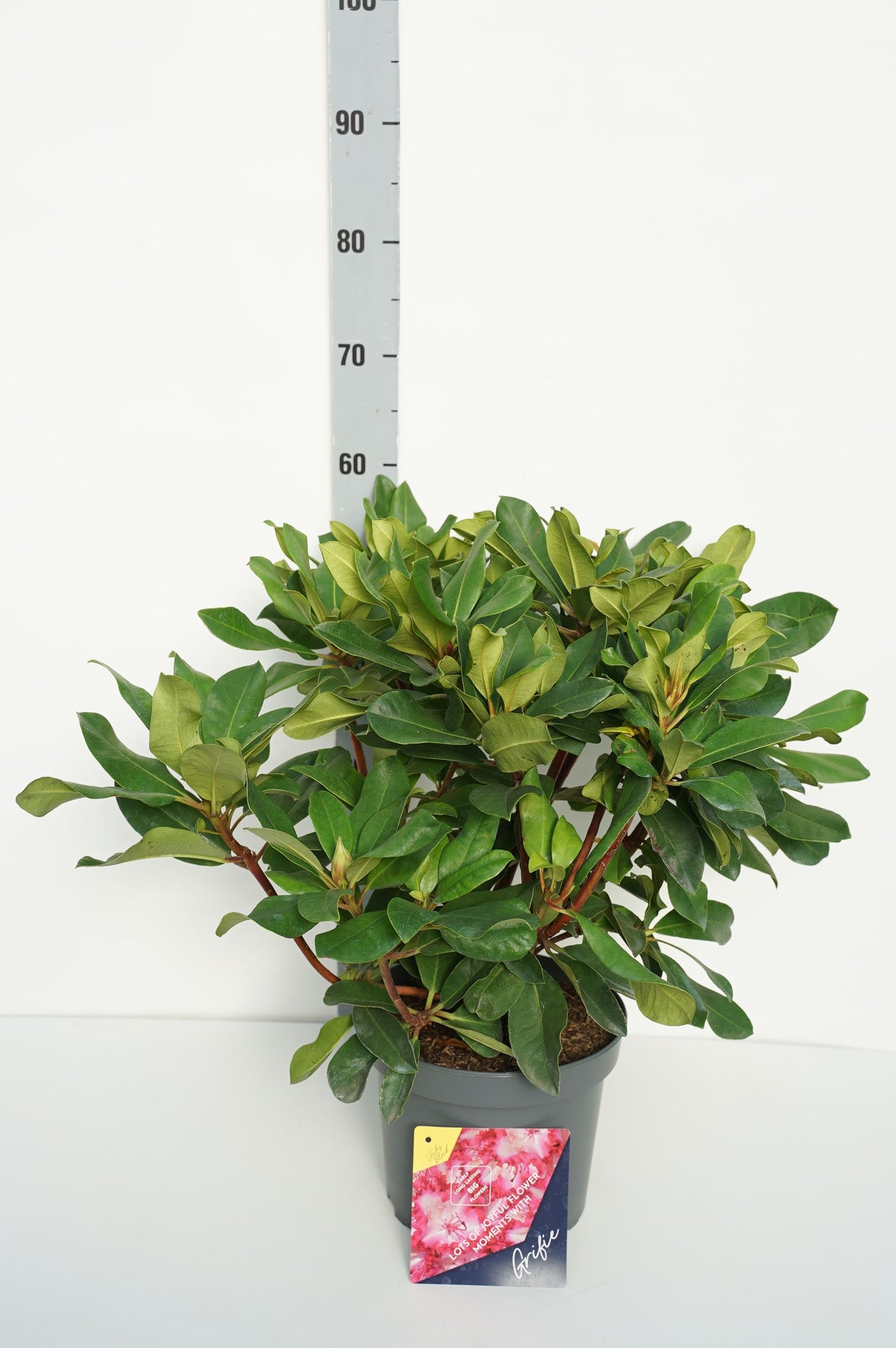 Rhododendron &