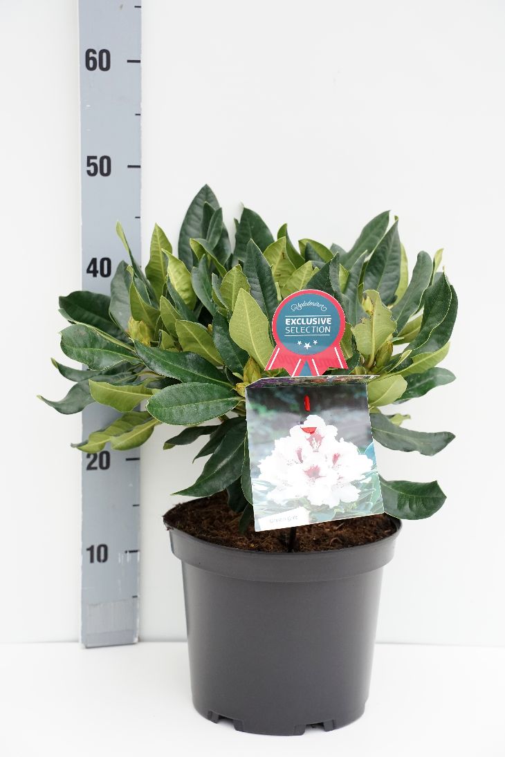 Rhododendron &