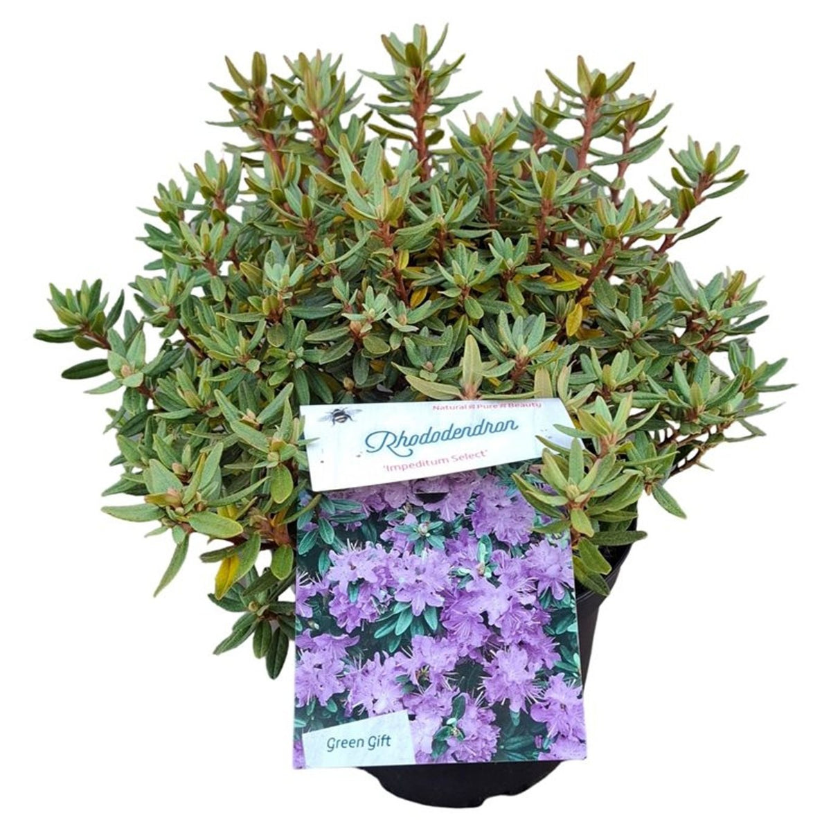 Rhododendron &