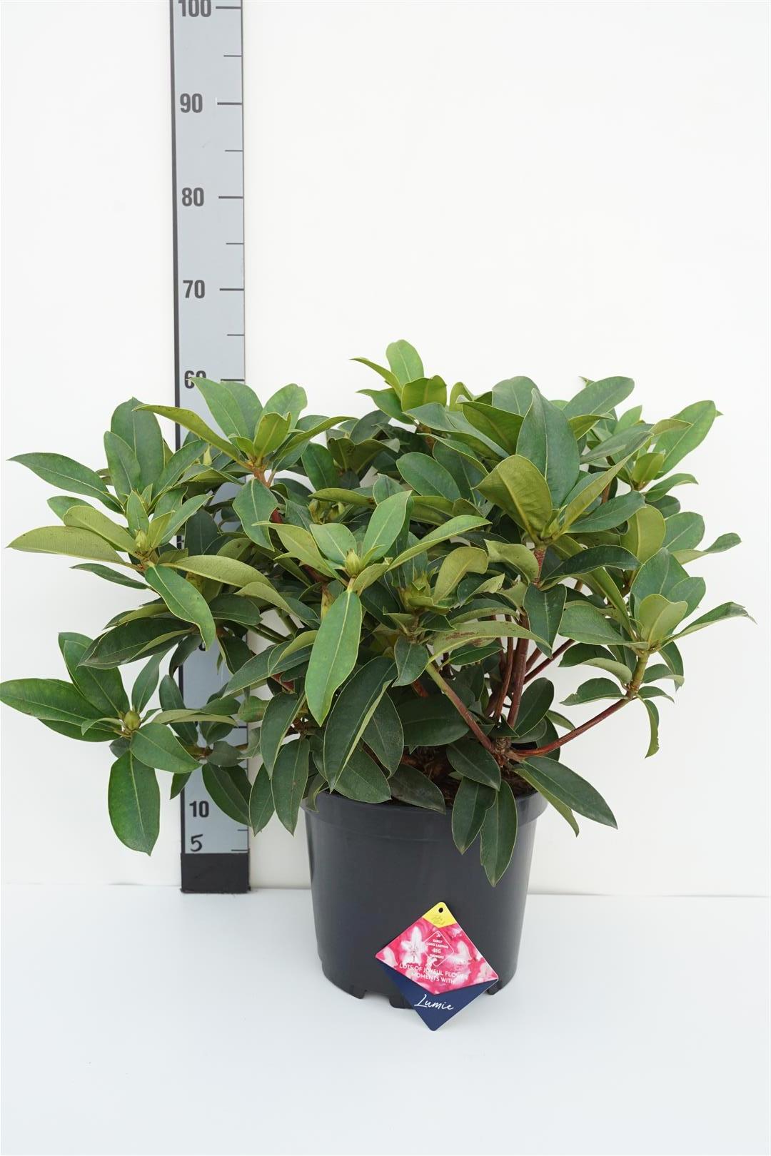 Rhododendron &