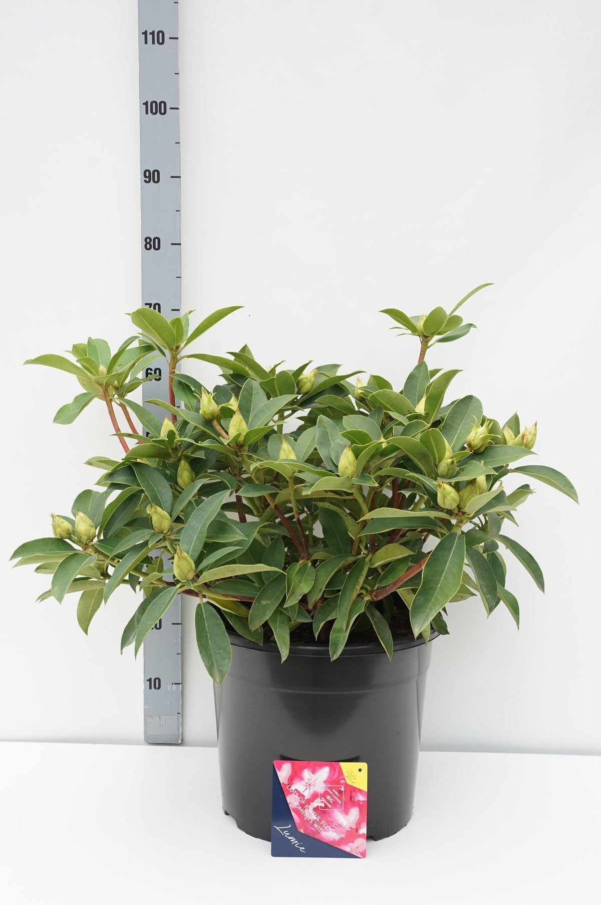 Rhododendron &