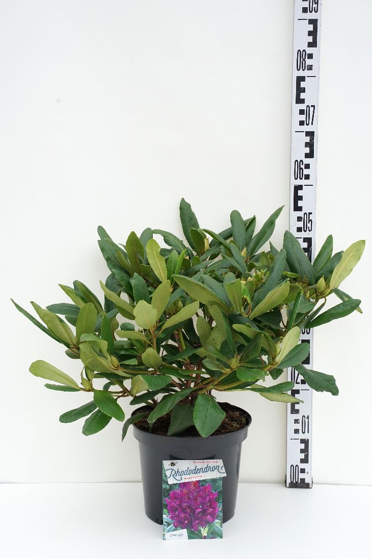 Rhododendron &