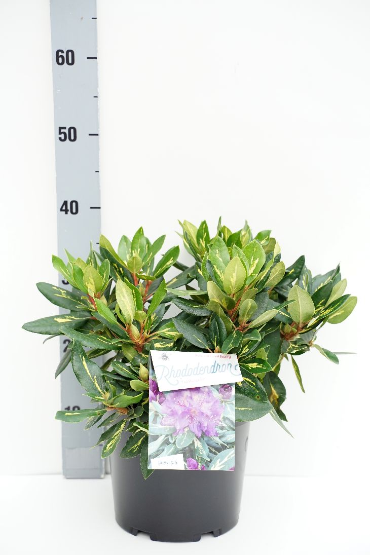 Rhododendron &