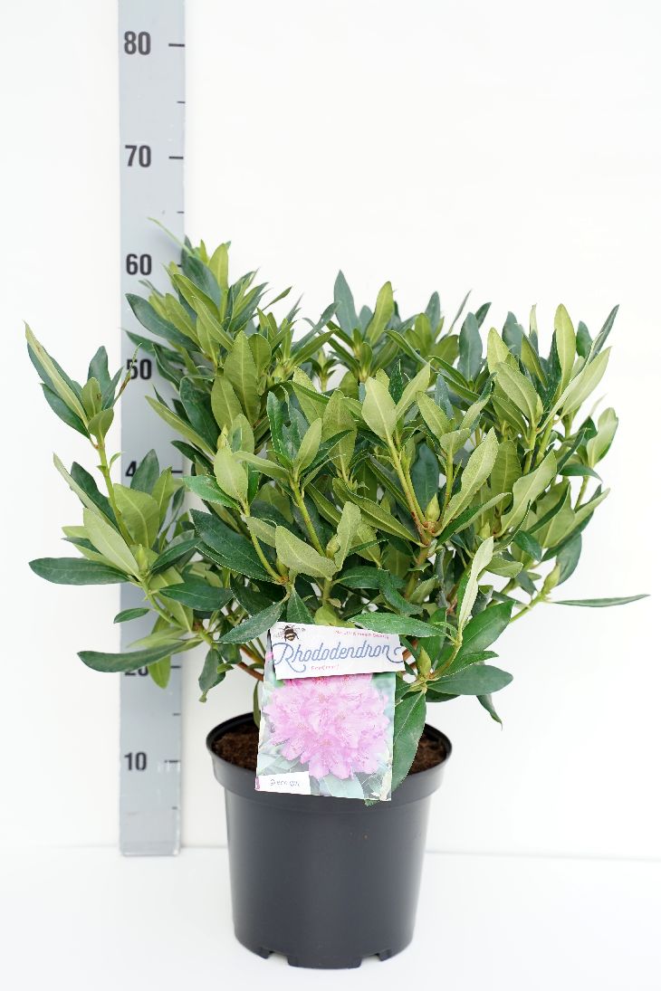 Rhododendron ponticum C5 (5 liters kruka) 30-40 cm