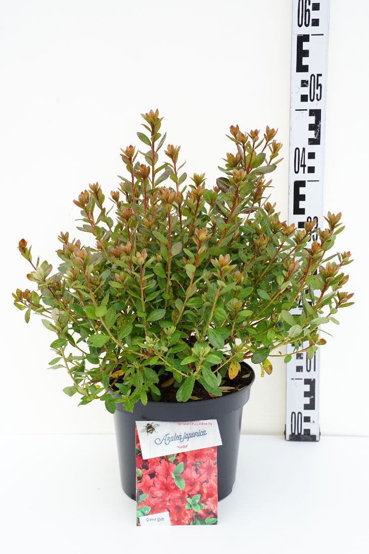 Rhododendron (AJ) &
