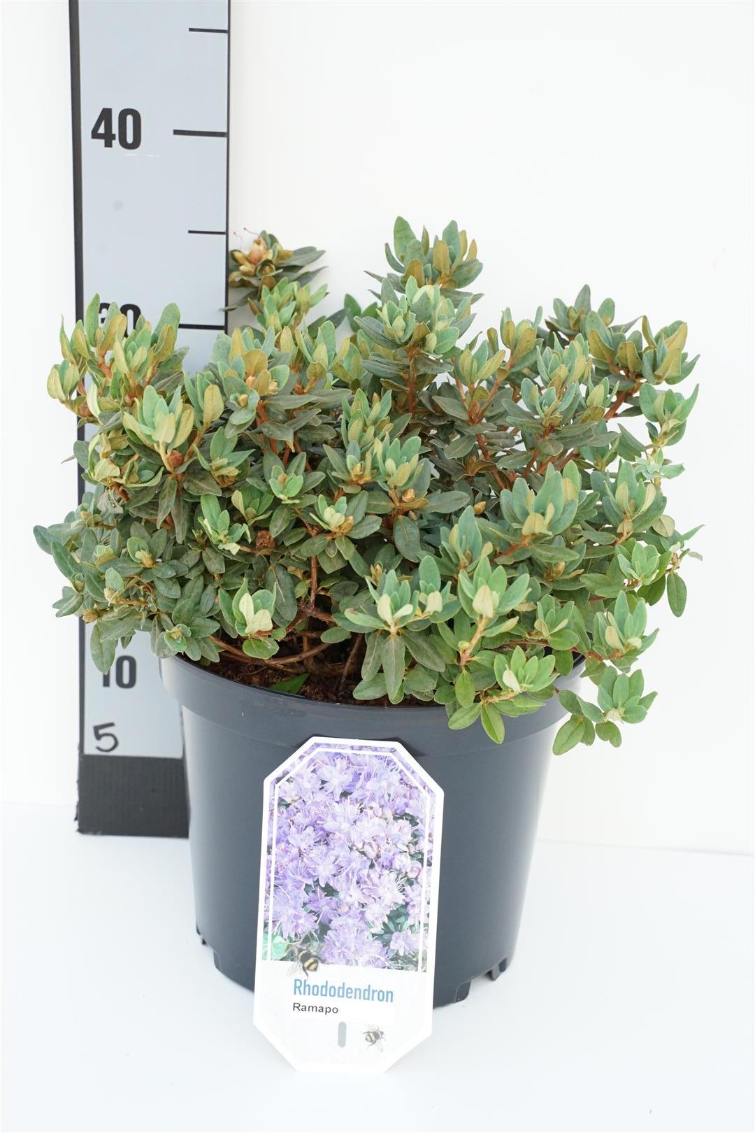 Rhododendron &