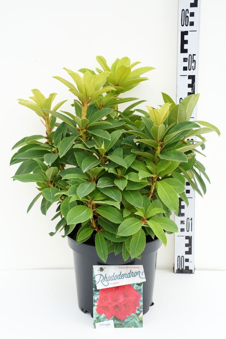 Rhododendron &