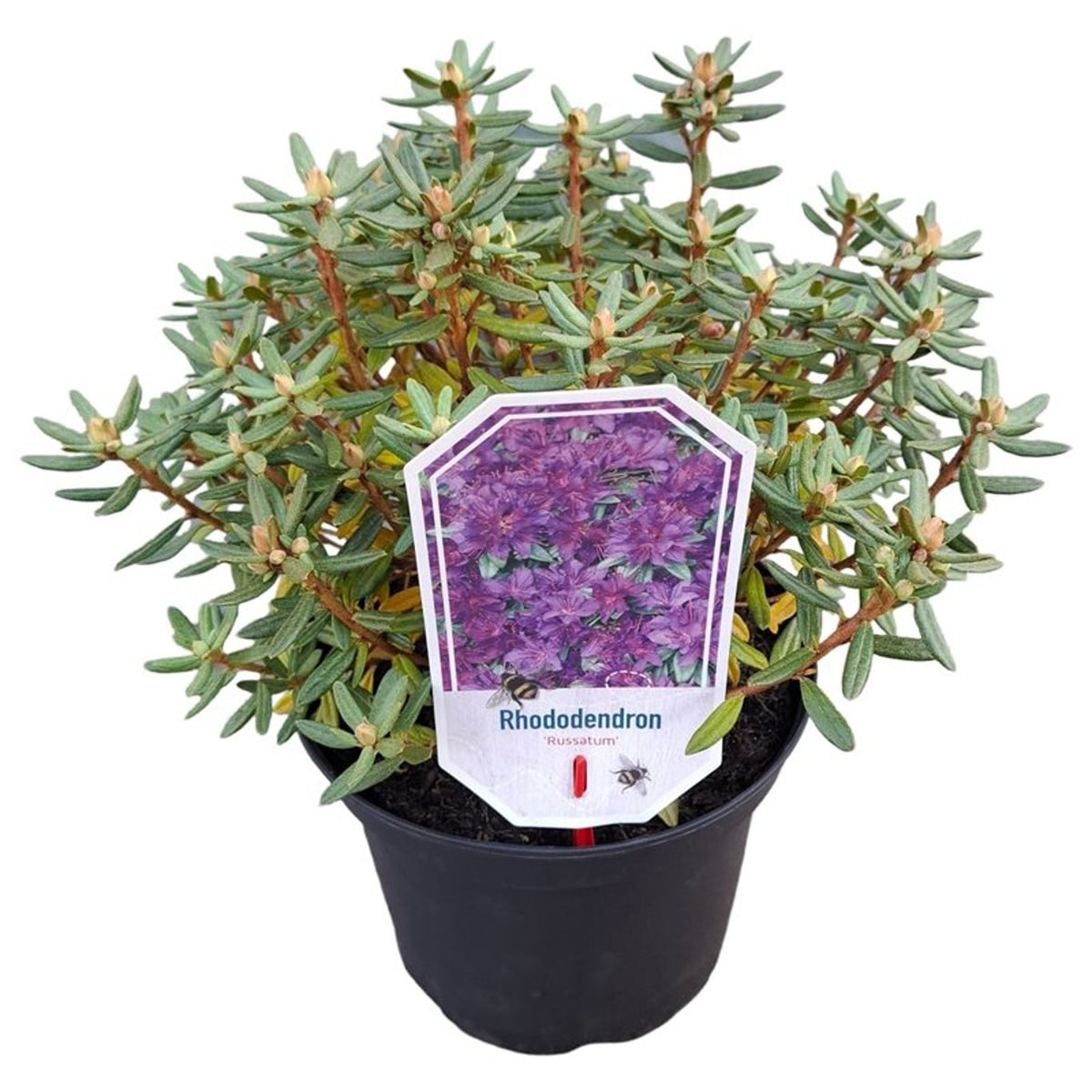 Rhododendron russatum C3 (3 liters kruka) 25-30 cm