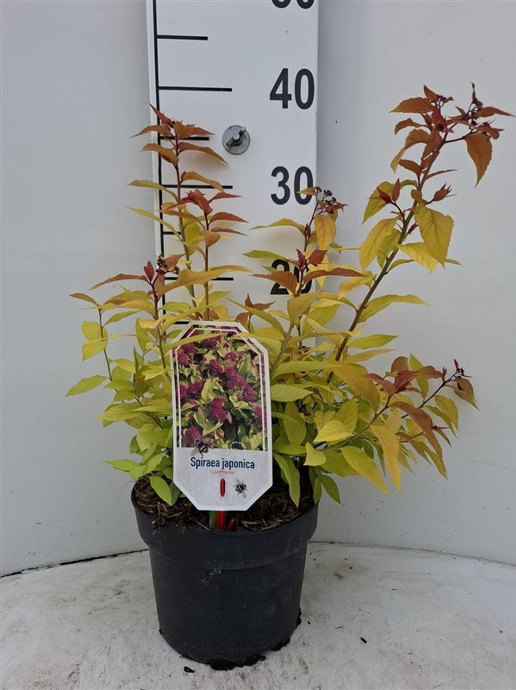 Spiraea japonica &
