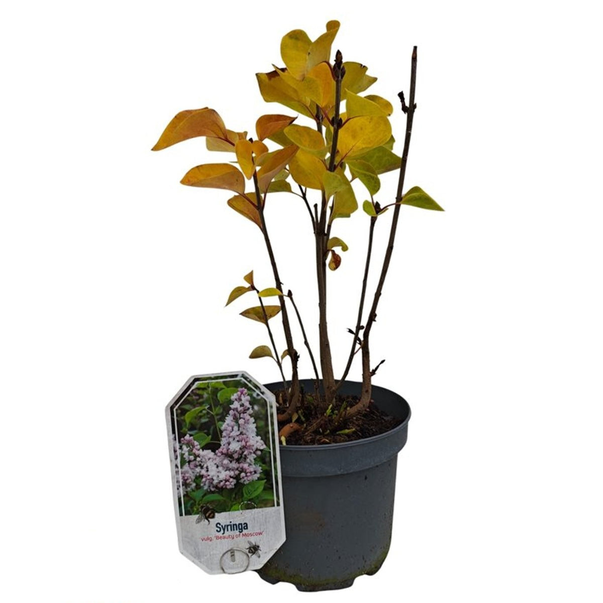 Syringa vulgaris &