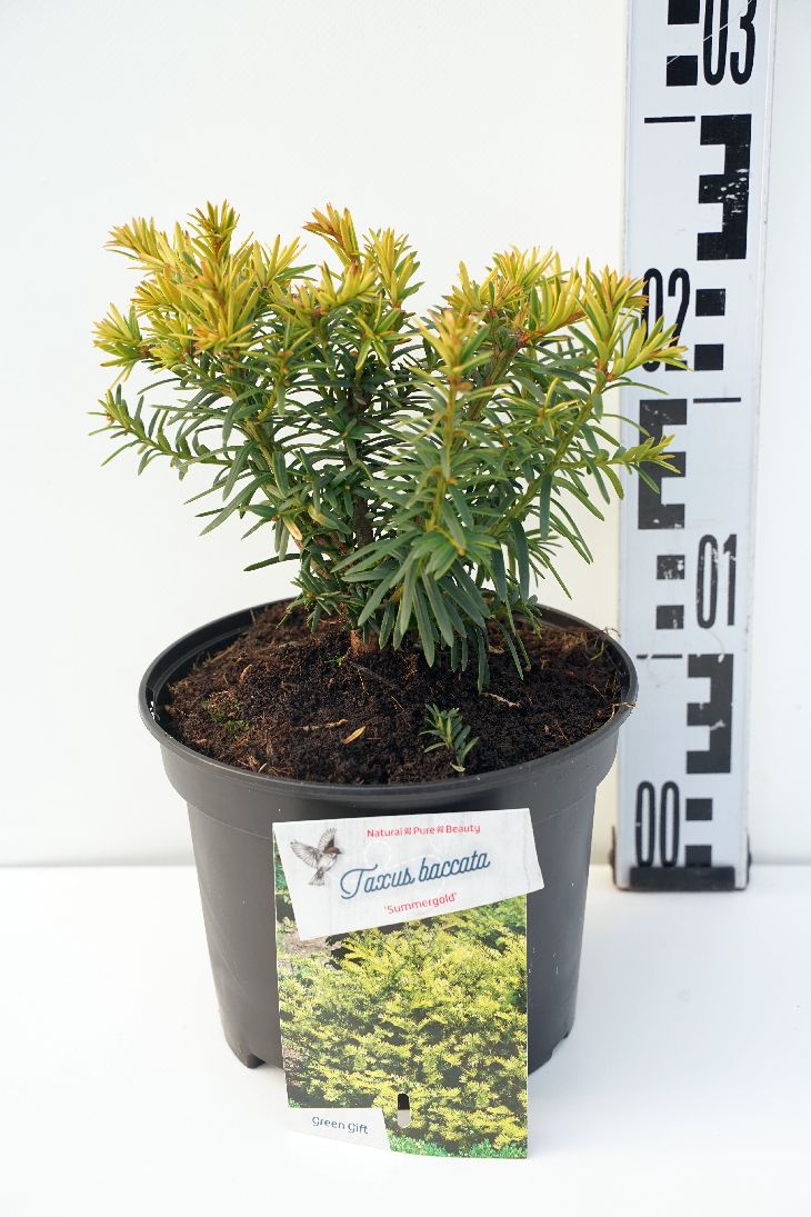 Taxus baccata &