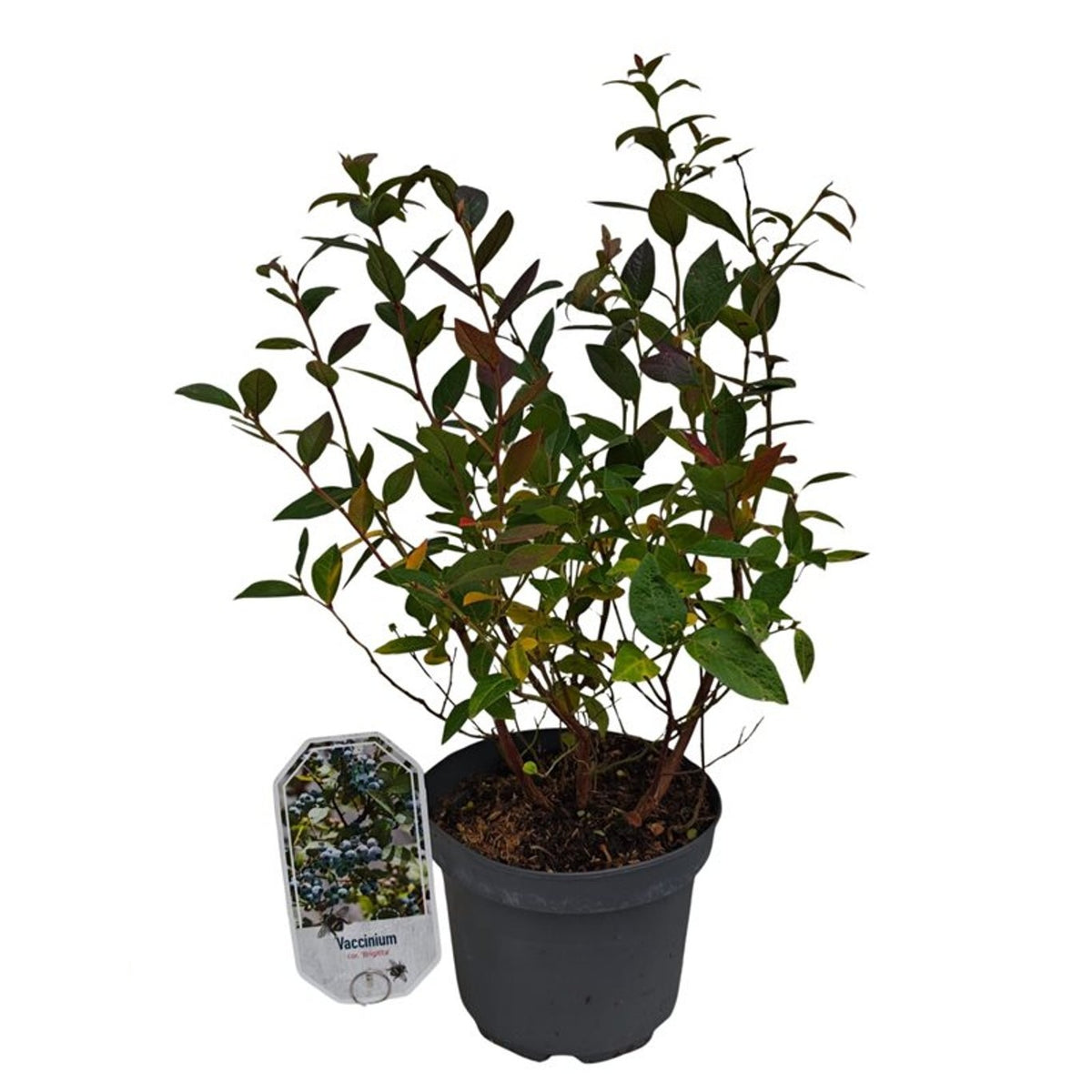 Vaccinium corymbosum &