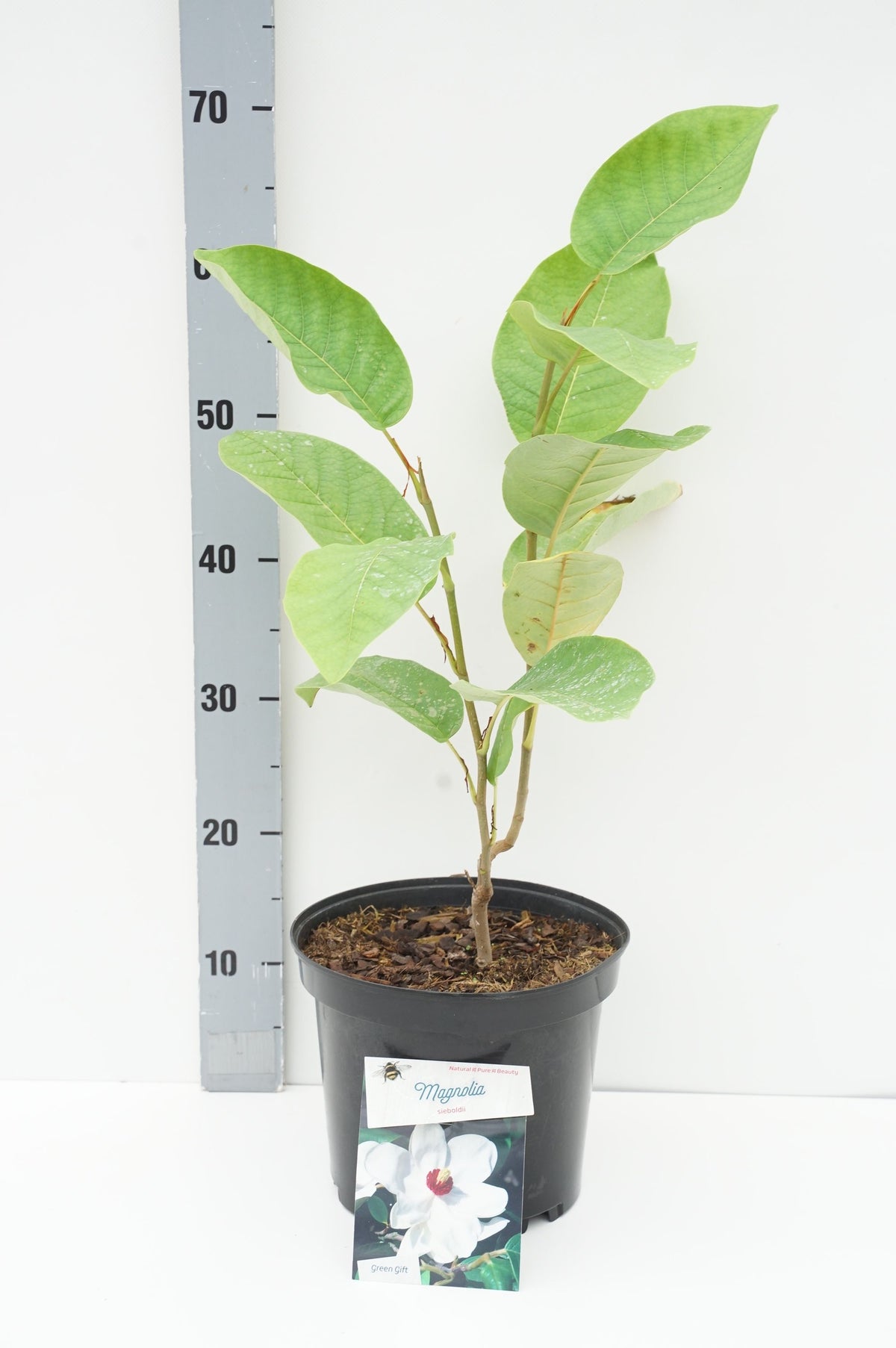 Magnolia sieboldii C5 (5 liters kruka) 30-40 cm