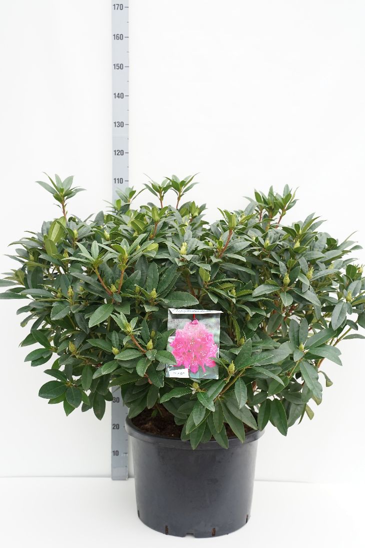 Rhododendron &