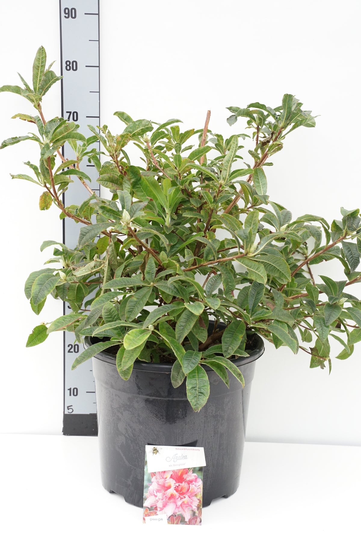 Rhododendron (AK) &