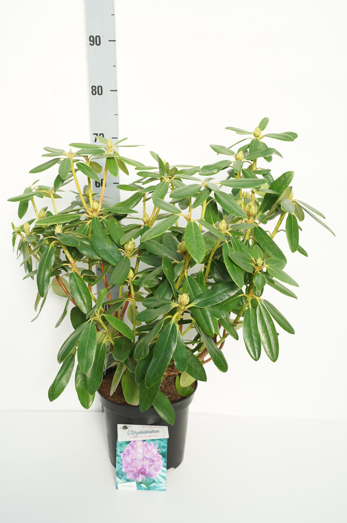 Rhododendron &