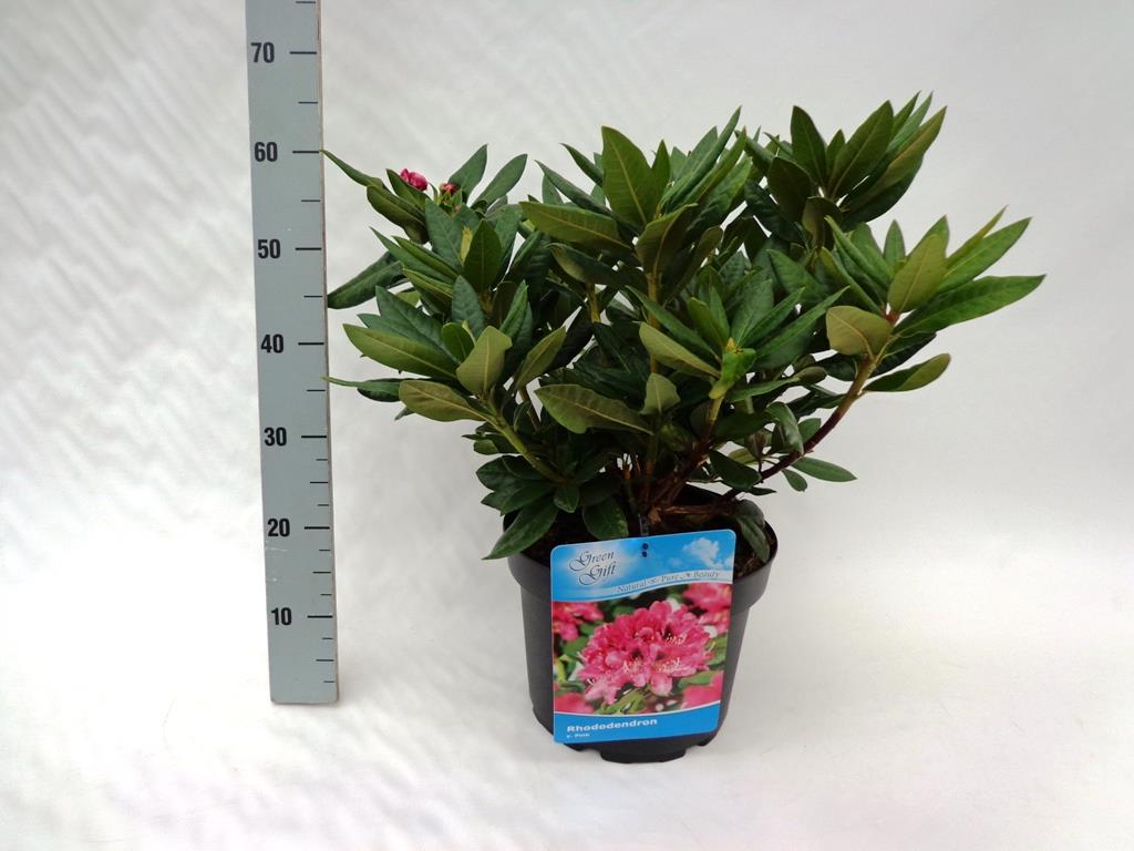 Rhododendron &