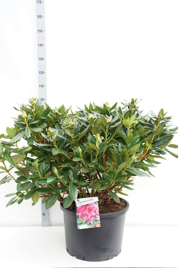 Rhododendron &