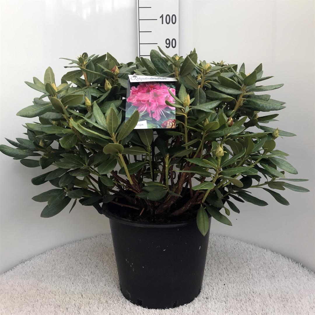 Rhododendron &