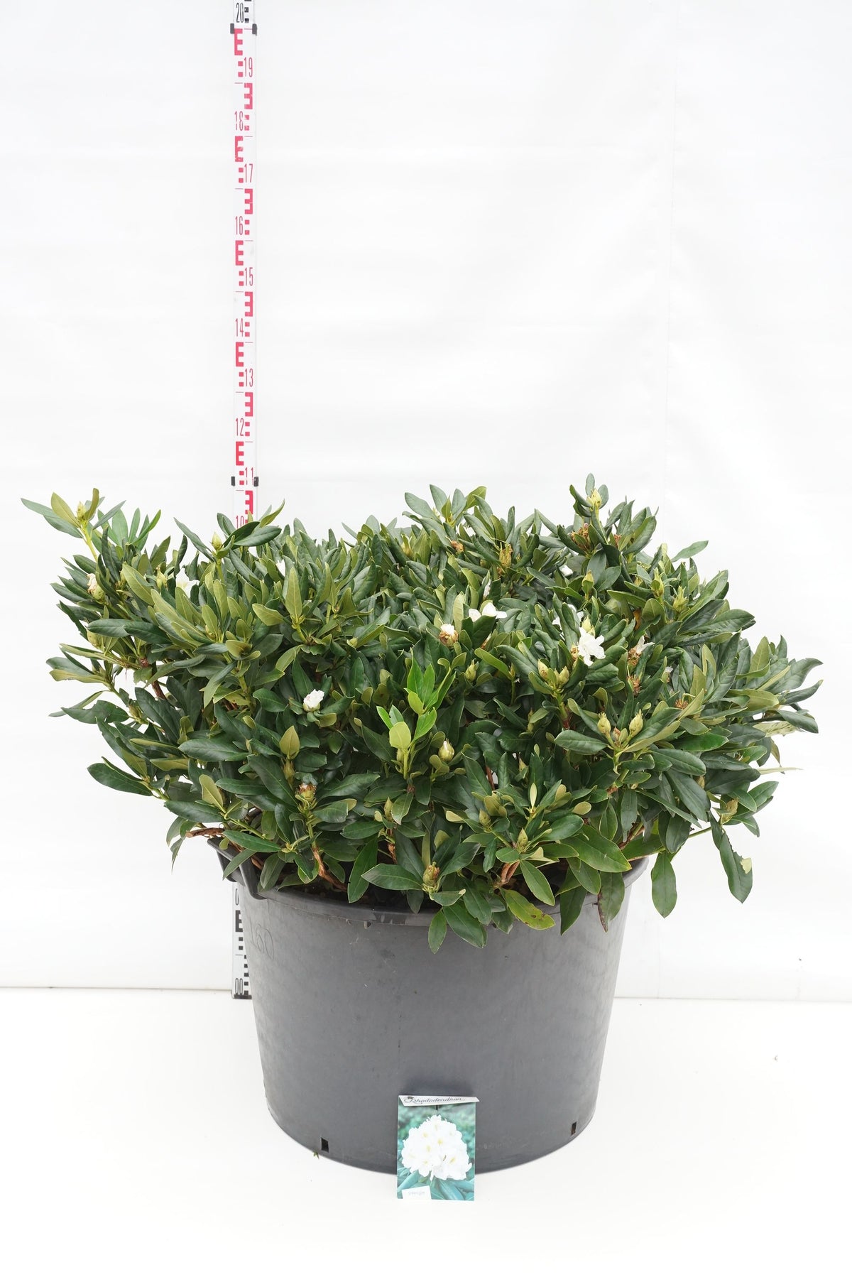 Rhododendron &