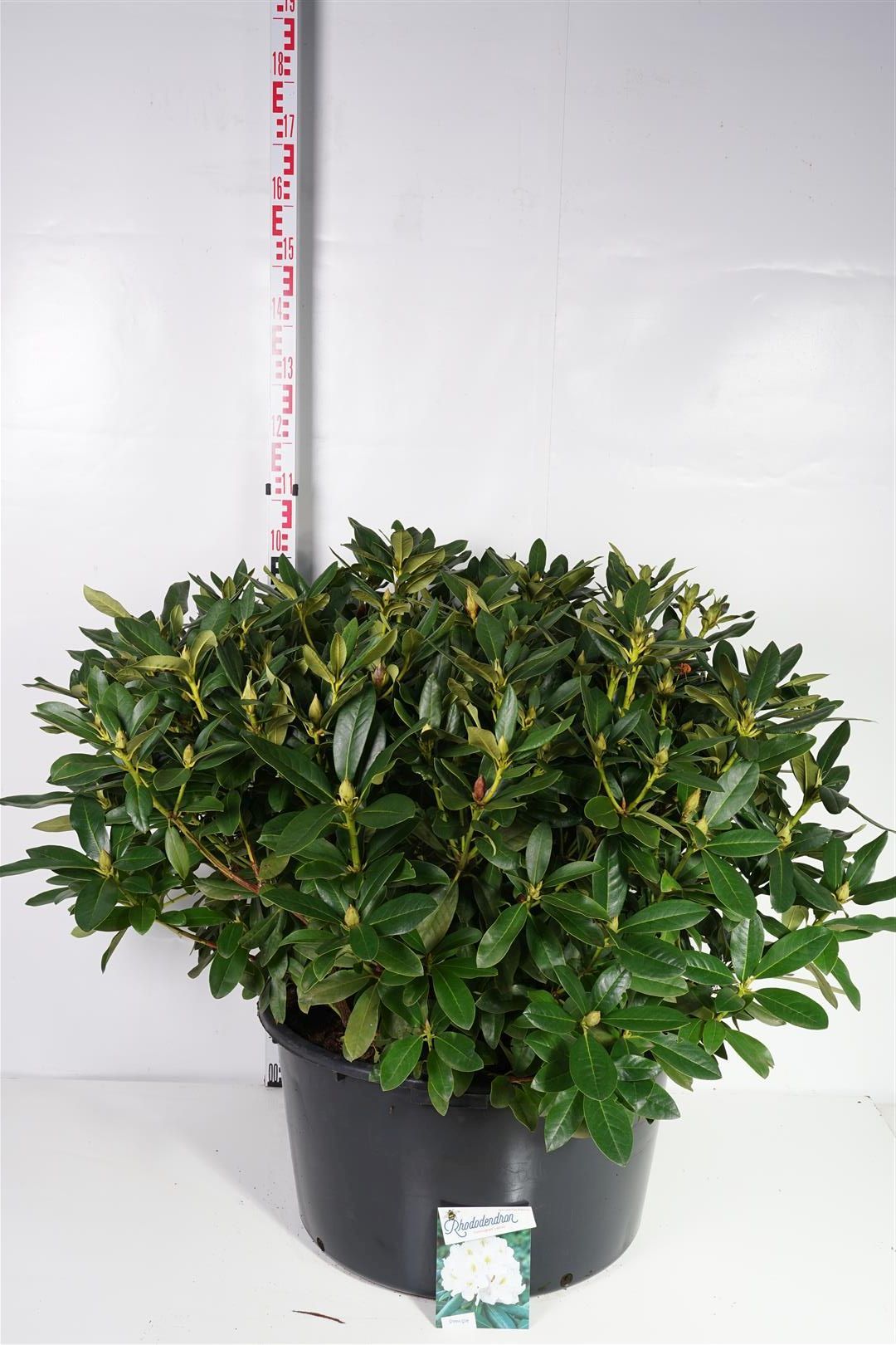 Rhododendron &
