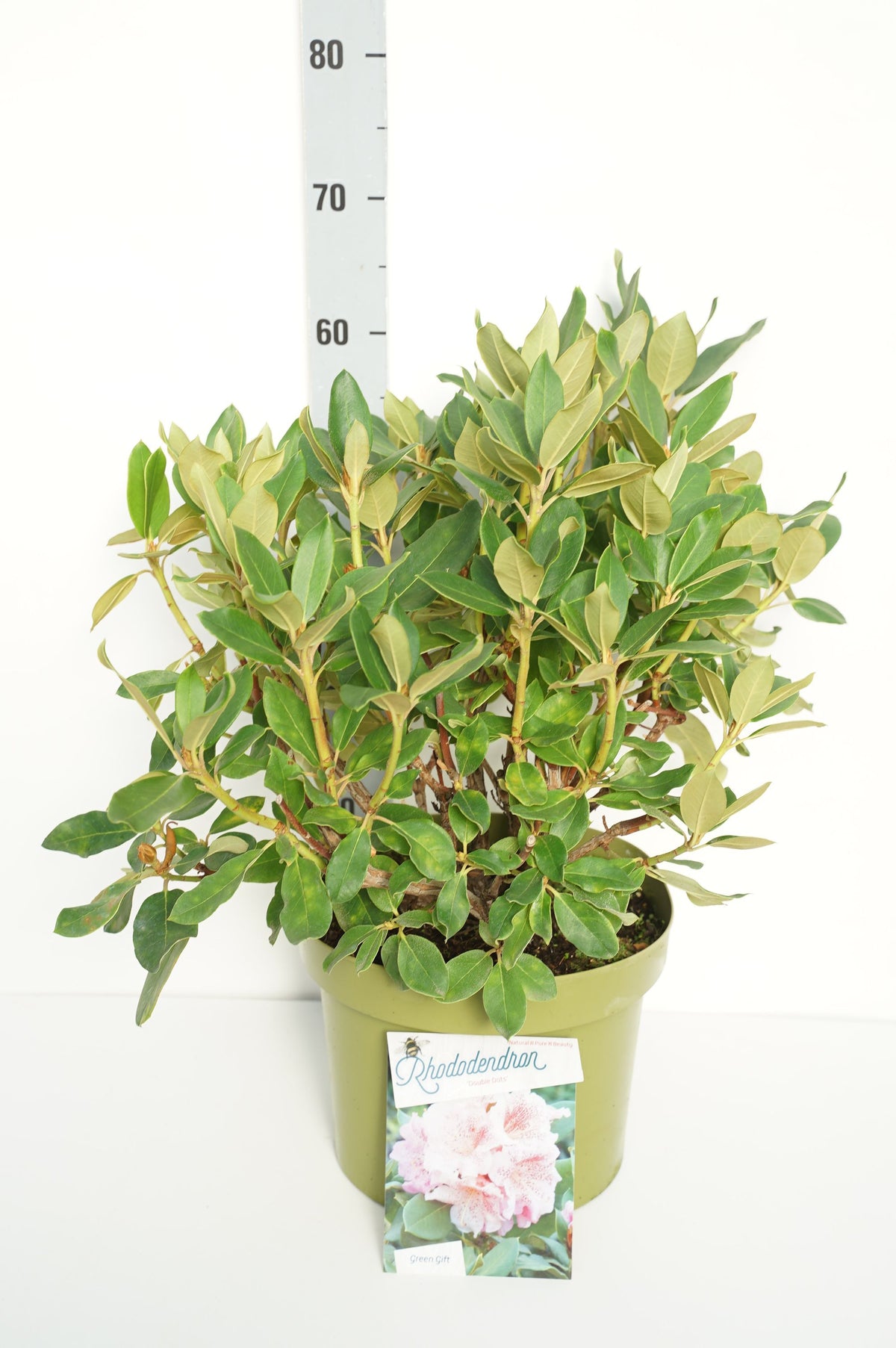 Rhododendron &